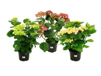Hortensja (Hydrangea) mix - don. 5 l