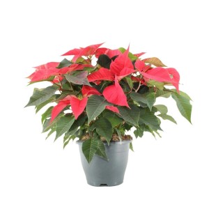 Czerwona gwiazda betlejemska (t.b.t.) w doniczce, dekoracja świąteczna.