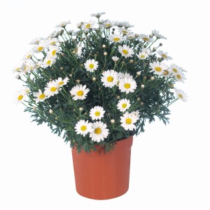 t.b.t. roślina kwitnąca z białymi kwiatami w doniczce.