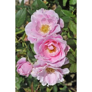 Zbliżenie delikatnych, różowych róż rabatowych t.b.t.