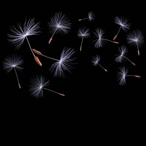 Unoszące się nasiona dmuchawca na czarnym tle, dekoracja.