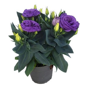 Eustoma mix - don. 12 cm