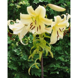 Blada lilia z brązowymi akcentami, elegancka ozdoba ogrodu. Kategoria: Cebulki kwiatowe.