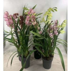 Różnokolorowe storczyki Cymbidium w doniczce.