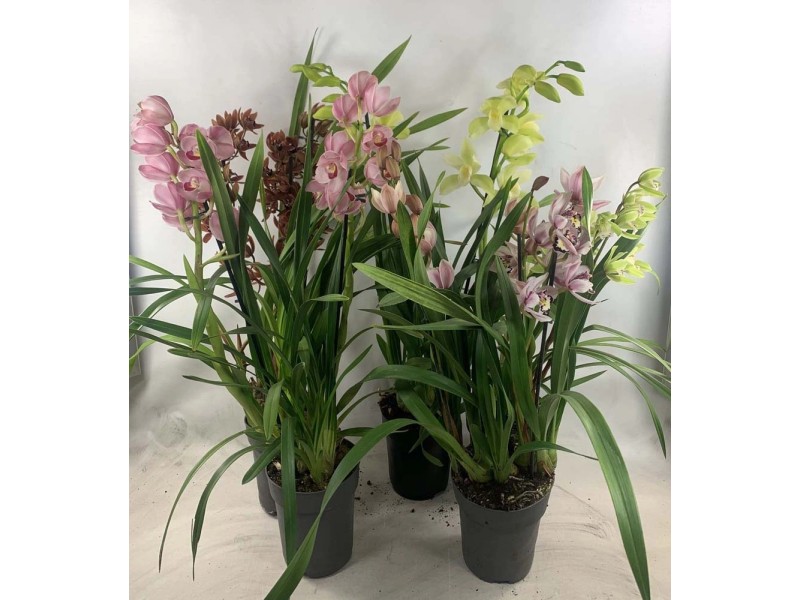 Storczyk Cymbidium Mix P Dy Don Cm Kupuj W Obi