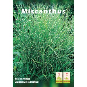 Miscanthus Zebrinus (Strictus): Trawa ozdobna z charakterystycznymi, poziomymi paskami. Idealna do ogrodu.