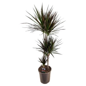 Dracena (smocze drzewo) w doniczce ze smukłymi zielonymi liśćmi z czerwonymi brzegami.