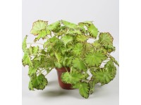 Begonia (Begonia) Lima Love - don. 12 cm
