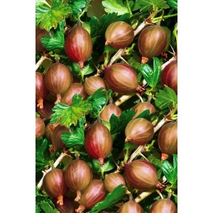 Zbliżenie dojrzałych, czerwono-brązowych owoców agrestu na krzaku.