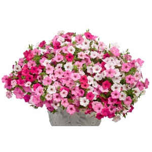 Bujne, różowe i białe kwiaty t.b.t. Rośliny kwitnące w doniczce.