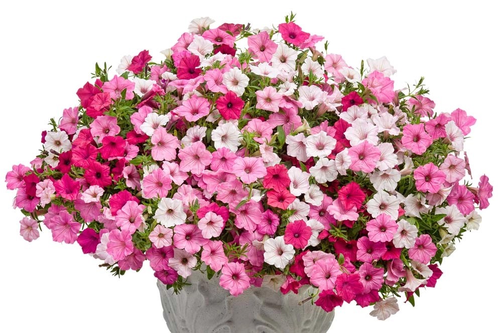 Obi Petunia () Obi Petunia