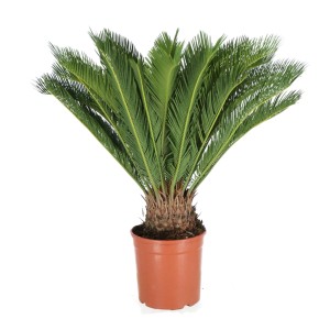 Zielona roślina doniczkowa t.b.t. w brązowej doniczce.