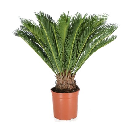 Sagowiec (Cycas revolta) wys. 80 cm