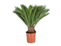 Sagowiec (Cycas revolta) wys. 80 cm