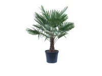 Szorstkowiec Fortunego - wys. 200-250 cm