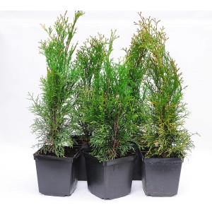 Kilka roślin żywotnika szmaragdowego w czarnych doniczkach.