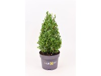 Ostrokrzew bukszpanowy zielony piramida - wys. 30 cm