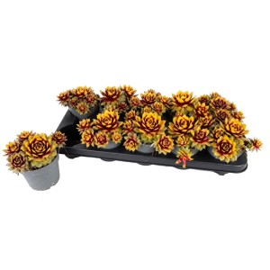 Rojnik "Gold Nugget" (Sempervivum "Gold Nugget") don. 11 cm