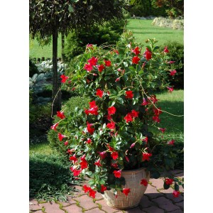 Bujna, czerwona Mandevilla (Dipladenia) w doniczce, roślina kwitnąca do ogrodu i na balkon.