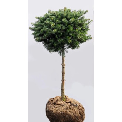 Jodła koreańska (Abies koreana) wys. 80 cm