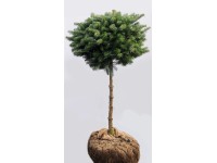 Jodła koreańska (Abies koreana) wys. 80 cm