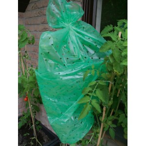 Zielona folia na pomidory chroniąca roślinę pomidora w ogrodzie.