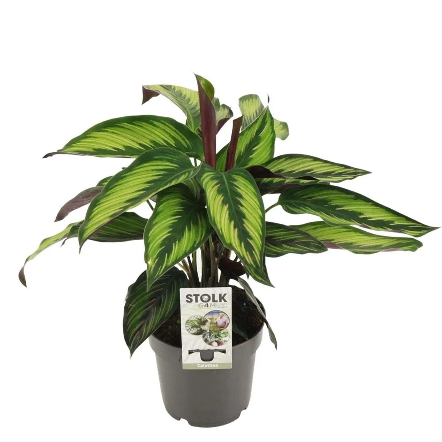 Calathea kupuj w OBI