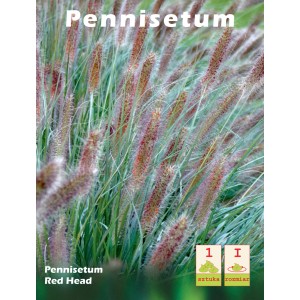 Rozplenica japońska 'Red Head': Trawa ozdobna z czerwonawymi kwiatostanami do rabat i donic.