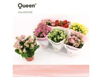 Żyworódka (Kalanchoe Queen) mix - don. 14 cm