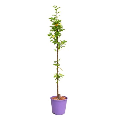 Jabłoń ozdobna kwiecista (Malus) - don. 4 l