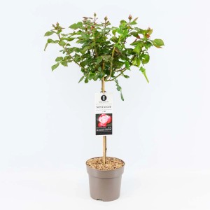 Czerwona róża rabatowa w doniczce, odmiana Nostalgie, do ogrodu i na rabaty.