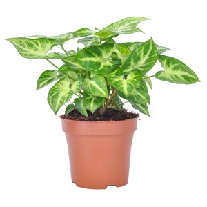 Roślina doniczkowa t.b.t. z zielonymi liśćmi i jasnymi akcentami.