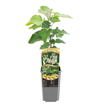 Drzewka Miododajne Alejowe Mix wys. 40-60cm