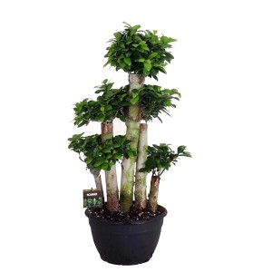 Fikus Ginseng (Ficus microcarpa) - don. 30 cm