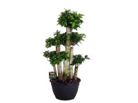 Fikus Ginseng (Ficus microcarpa) - don. 30 cm
