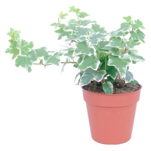 GROW by OBI bluszcz w doniczce, zielono-białe liście, ok. 13 cm Ø. Roślina pnąca do domu i ogrodu.