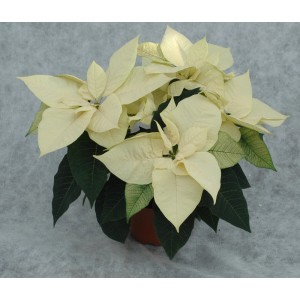 Jasna, biała roślina gwiazdy betlejemskiej t.b.t. w doniczce.