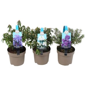 Różanecznik (Rhododendron hippophaeoides) don. 13 cm