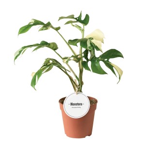 Monstera, roślina doniczkowa o zielono-białych liściach w doniczce.