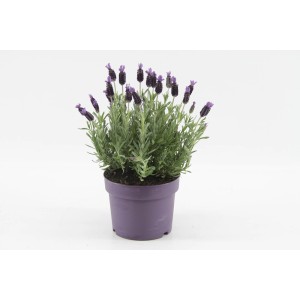 Kwitnąca roślina t.b.t. w fioletowej doniczce, idealna na balkon i do ogrodu.