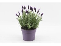 Lavandula stoechas Anouk Wys. 35cm don. 17cm