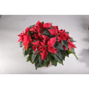 Czerwona gwiazda betlejemska (t.b.t.) w doniczce, świąteczna dekoracja.