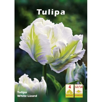 Tulipan White Lizard 4szt