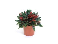 Peperomia Rosso (Peperomia obtusifolia)