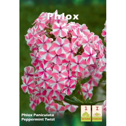Floks (Phlox Peppermint Twist)