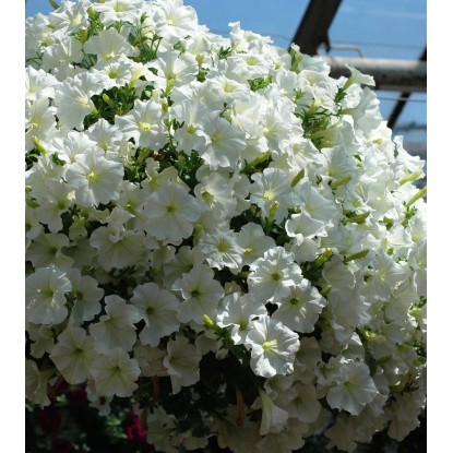 Petunia kaskadowa (Petunia Veranda) - don. 12 cm