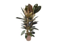 Fikus (Ficus Elastica Abdijan) - wys. 120 cm, don. 24 cm