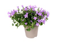 Dzwonek (Campanula Ambella) mix - wys. 30 cm