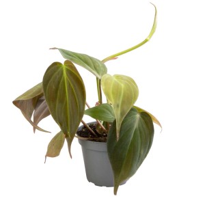 Roślina doniczkowa t.b.t., duża roślina o liściach w kształcie serca.