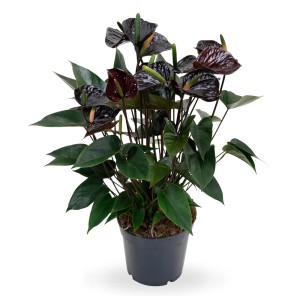 Ciemne anturium (t.b.t.) w doniczce. Egzotyczna roślina doniczkowa o efektownych kwiatach.